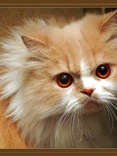 Other Wallpapers 0552